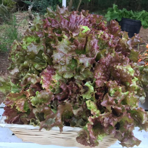 Lettuce Head Red Leaf/Organic