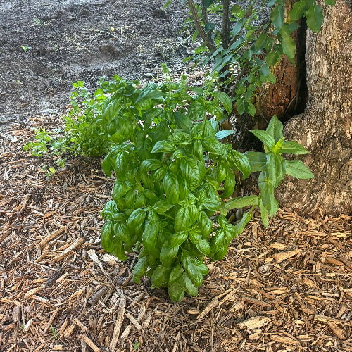 Basil/Organic