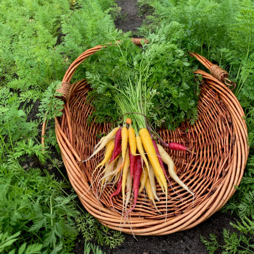Carrots-Baby Rainbow/Organic