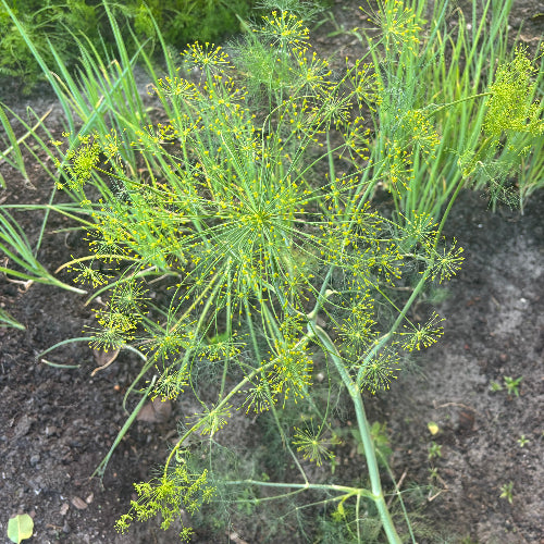 Dill/Organic