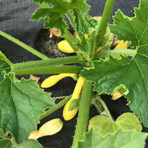 Squash-Yellow/Organic