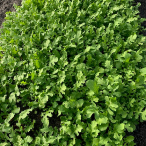 Arugula/Organic