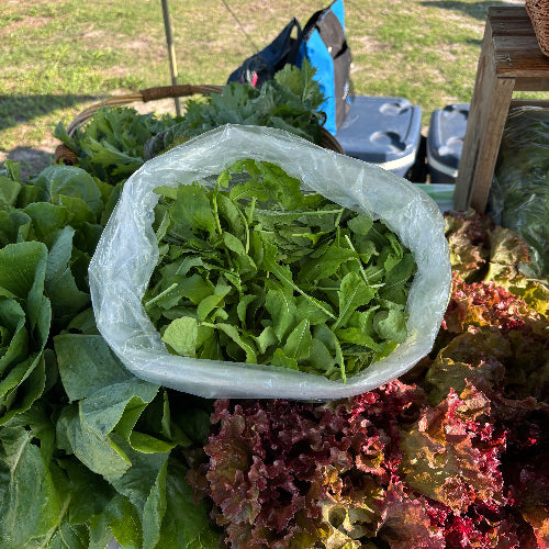 Arugula/Organic