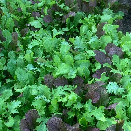 Baby Greens Mix/Organic