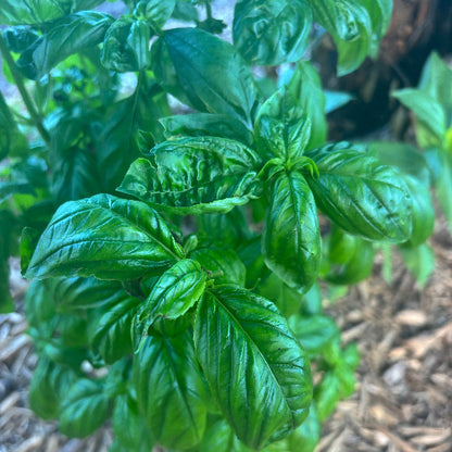 Basil/Organic