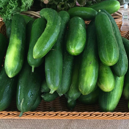 Cucumbers/Organic