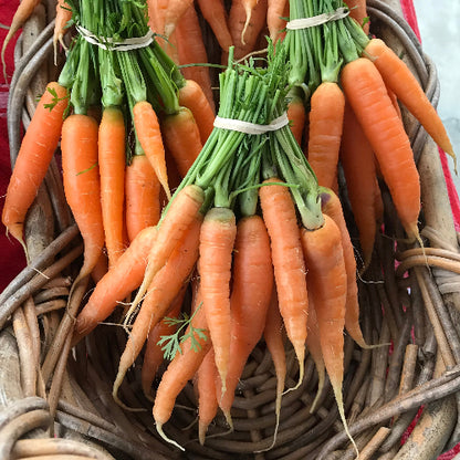 Carrots-Baby/Organic
