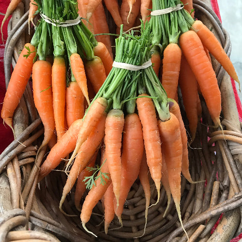 Carrots-Baby/Organic