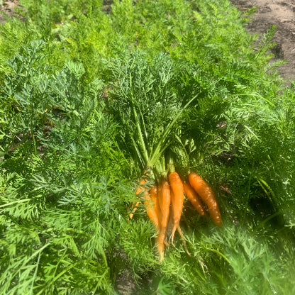 Carrots-Baby/Organic