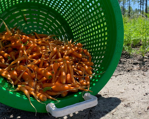 Carrots-Baby/Organic