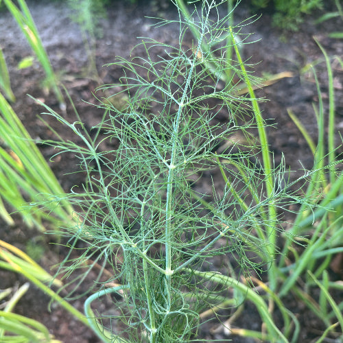 Dill/Organic
