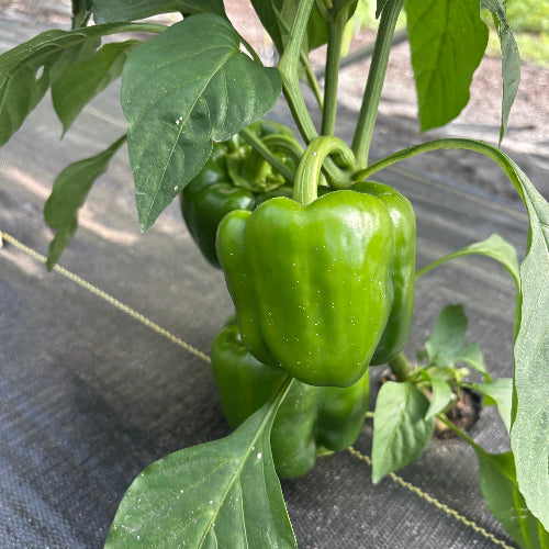 Pepper Bell Green/Red-Organic