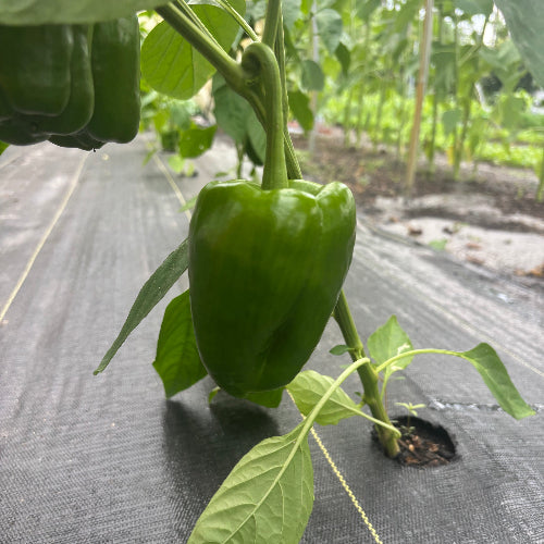 Pepper Bell Green/Red-Organic