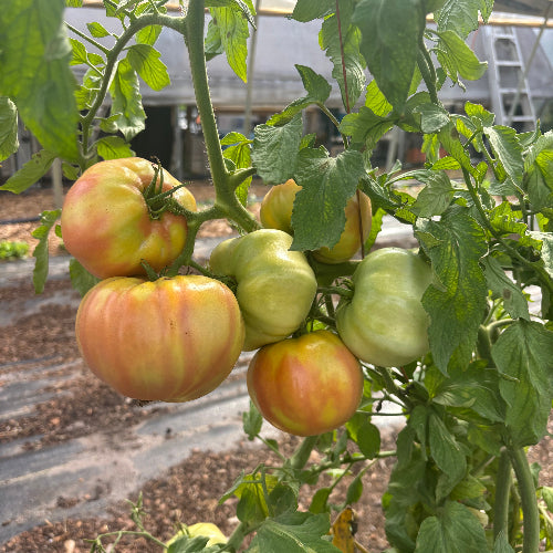 Tomato Heirloom