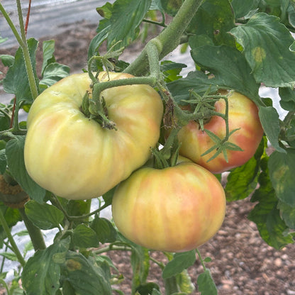 Tomato Heirloom