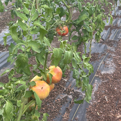 Tomato Heirloom
