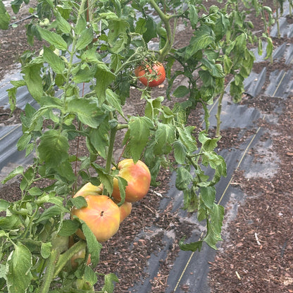 Tomato Heirloom
