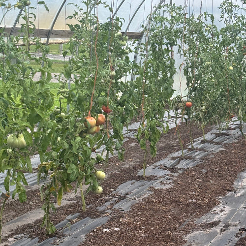 Tomato Heirloom