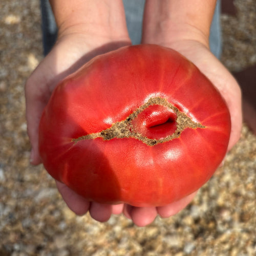 Tomato Heirloom