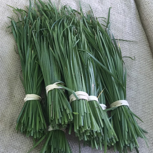 Garlic Chives