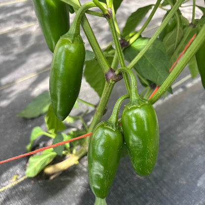 Pepper Jalapenos/Organic