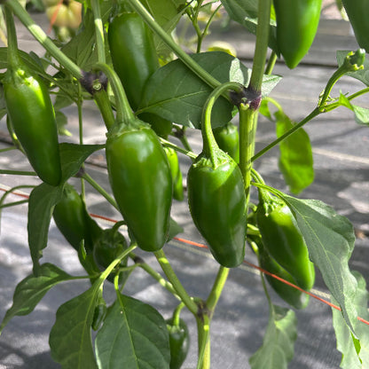Pepper Jalapenos/Organic