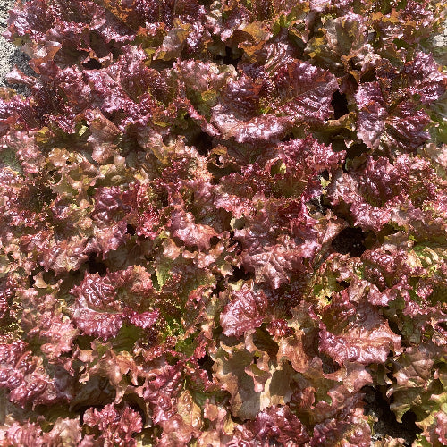 Lettuce Head Red Leaf/Organic