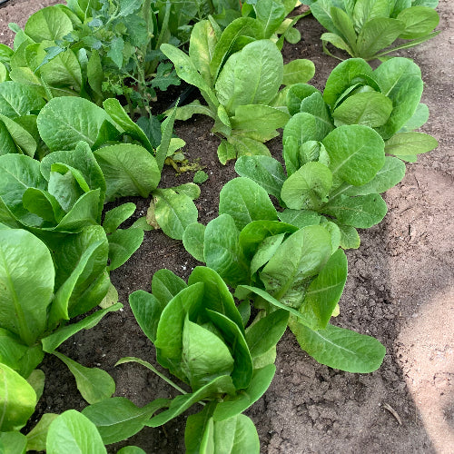 Lettuce Head Romain/Organic