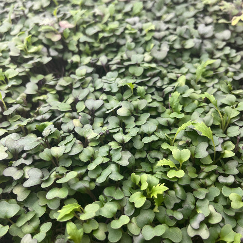 Microgreens-Mild Mix/Organic