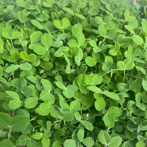 Pea Shoots/Organic
