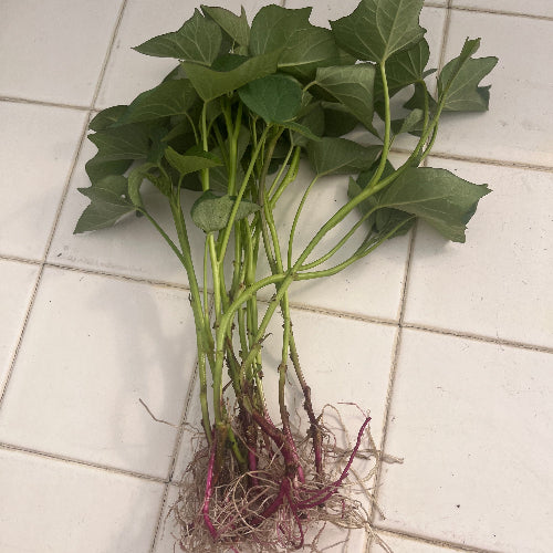 Purple Sweet Potato Slips/Organic