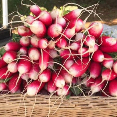 Radishes-French Breakfast/Oragnic