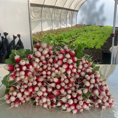 Radishes-French Breakfast/Oragnic