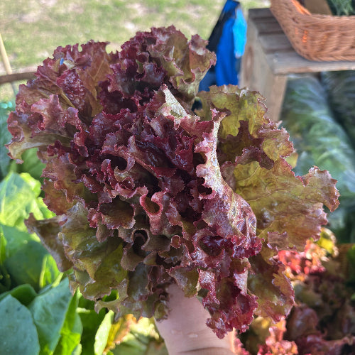Lettuce Head-Red Leaf/Organic