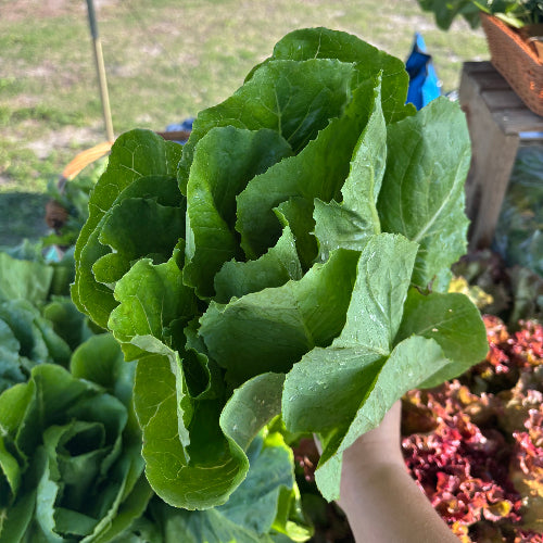 Lettuce Head-Romain/Organic