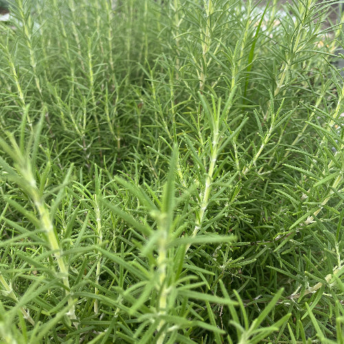 Rosemary/Organic