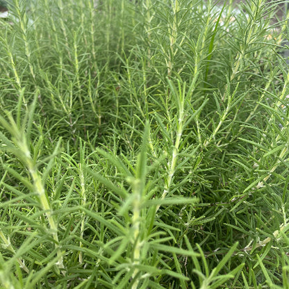 Rosemary/Organic