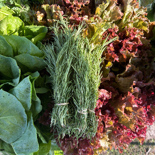 Rosemary/Organic
