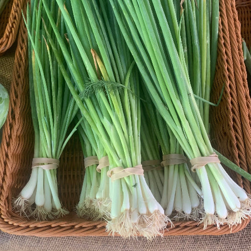 Scallions/Organic