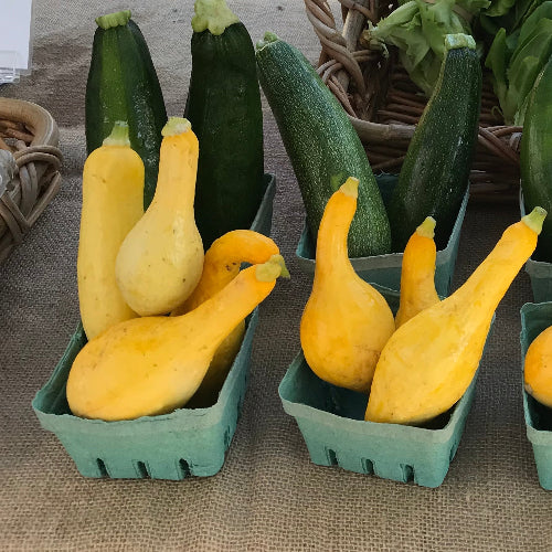 Squash-Yellow/Organic