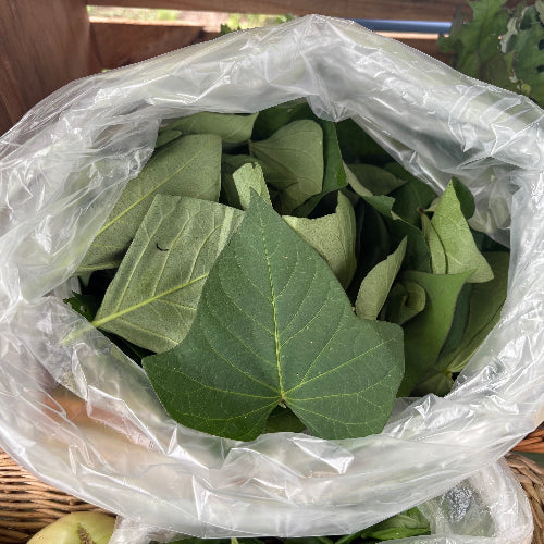 Sweet Potato Greens/Organic