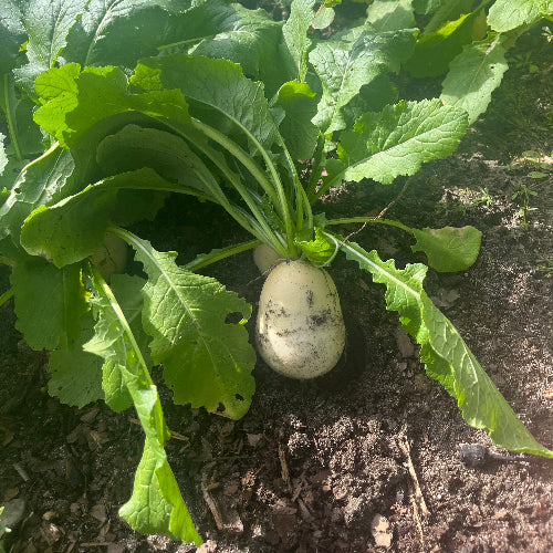 Turnips-Japanese White with Greens/Organic